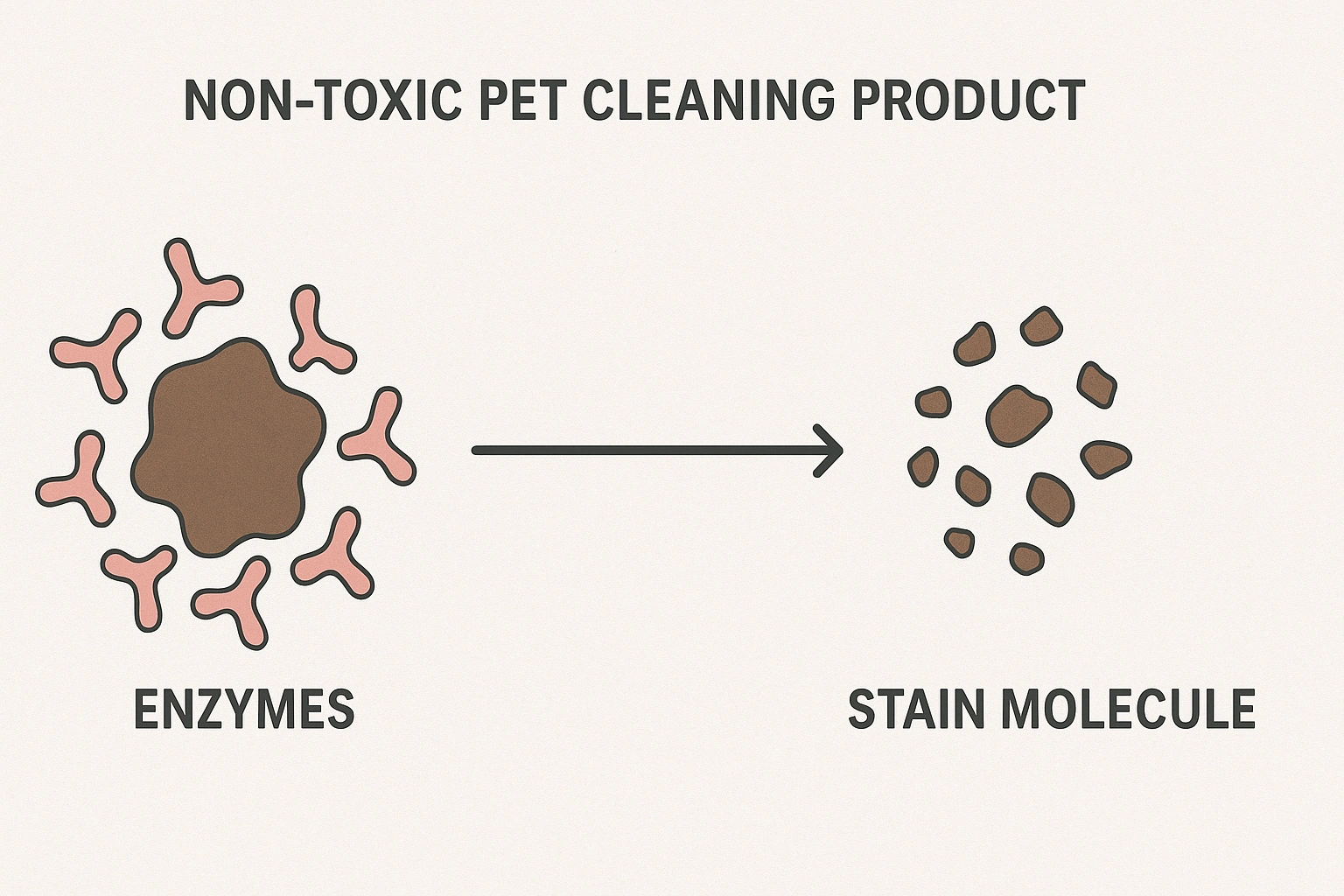 Diagram illustrating enzymes in non-toxic pet cleaning products surrounding and breaking down stain molecules, showing the cleaning process in detail.
